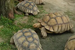 Turtles Prints: Turtles and daily activities