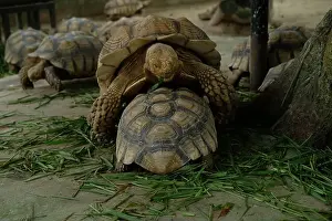 Turtles Prints: Turtles and daily activities