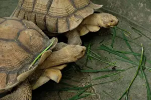 Turtles Prints: Turtles and daily activities