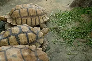 Sand Beach Prints: Turtles and daily activities