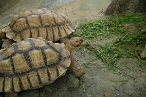 Sand Beach Prints: Turtles and daily activities