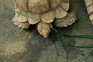 Sand Beach Prints: Turtles and daily activities