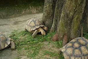 Sand Beach Prints: Turtles and daily activities