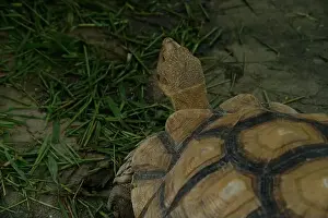 Sand Beach Prints: Turtles and daily activities
