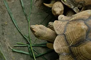 Sand Beach Prints: Turtles and daily activities