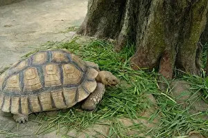 Sand Beach Prints: Turtles and daily activities