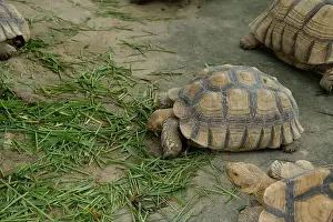 Sand Beach Prints: Turtles and daily activities