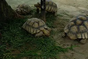Sand Beach Prints: Turtles and daily activities