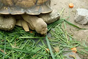 Sand Beach Prints: Turtles and daily activities