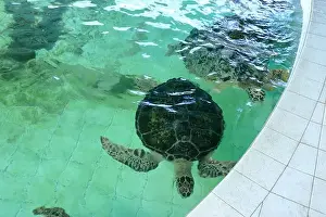 Denpasar Prints: Turtles in the Sea Turtle Conservation and Education Center in Serangan