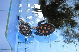 Denpasar Prints: Turtles in the Sea Turtle Conservation and Education Center in Serangan