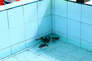 Denpasar Prints: Turtles in the Sea Turtle Conservation and Education Center in Serangan