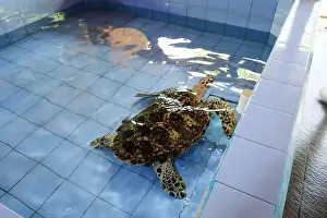 Denpasar Prints: Turtles in the Sea Turtle Conservation and Education Center in Serangan