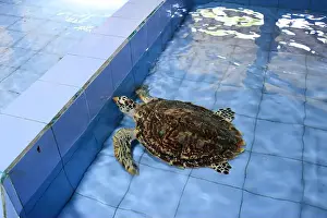 Denpasar Prints: Turtles in the Sea Turtle Conservation and Education Center in Serangan