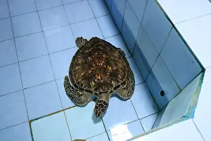 Denpasar Prints: Turtles in the Sea Turtle Conservation and Education Center in Serangan