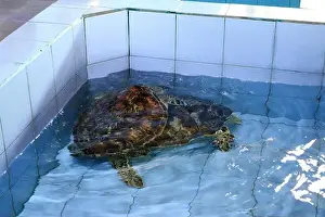 Denpasar Prints: Turtles in the Sea Turtle Conservation and Education Center in Serangan