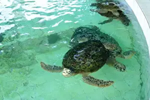 Denpasar Prints: Turtles in the Sea Turtle Conservation and Education Center in Serangan
