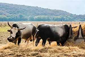 Imitation Prints: Tuscan Maremma cows