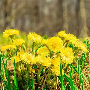 Uncultivated Prints: Tussilago farfara Yellow Coltsfoot First spring flowers in green grass on forest natural background