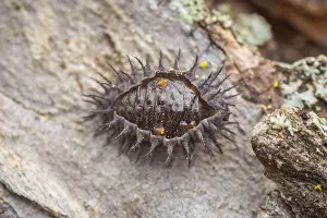 Arthropoda Prints: A Twice-stabbed Lady Beetle (Chilocorus stigma) larva molts into the pupal stage on the side of a tree