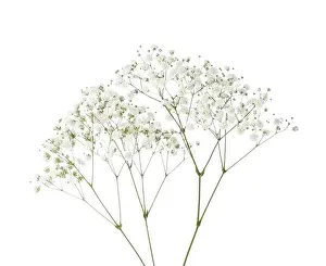 Stalk Prints: Twigs with small white flowers of Gypsophila (Baby's-breath) isolated on white background