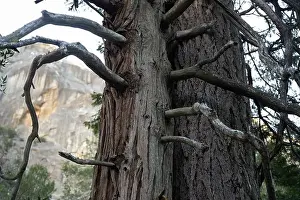Deadwood Prints: Twisted branches of a large tree