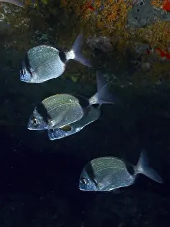 South France Prints: Four two-banded bream (Diplodus vulgaris) swimming in a dark underwater scene
