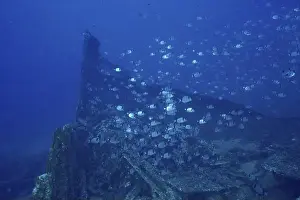 South France Prints: Two-banded seabream (Diplodus vulgaris) swimming around a sunken shipwreck in the sea