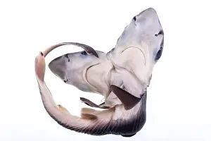 Malaga Prints: Two-headed baby shark from the collection of the Spanish Institute of Oceanography of Malaga
