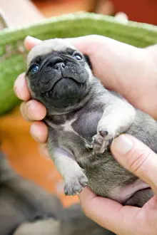 Breeds Prints: A two-week-old pug puppy, held by hands