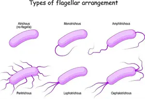 Microorganism Prints: Types of flagellar arrangement for example bacteria: from Atrichous (no flagella) to Monotrichous