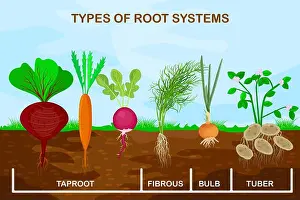 Beet Prints: Types root systems of plants.Taproot