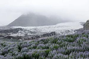 Images Dated 11th June 2016: Typical Iceland landscape with glacier, mountains and lupine flowers field. Summer time