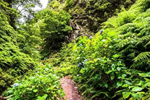 Madeira Island Prints: typical Levada of Madeira Portugal