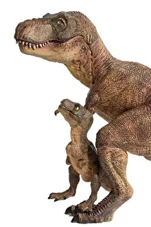 Tyrannosaurus Prints: Tyrannosaurus rex with baby t-rex isolated on white background