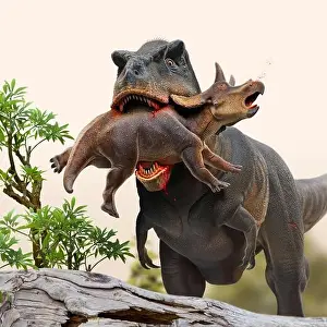 Tyrannosaurus rex dinosaur hunting a juvenile Triceratops