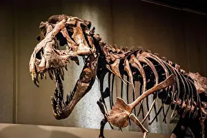 Jaws Prints: Tyrannosaurus Rex skeleton fossil at Natural History Museum of Milan
