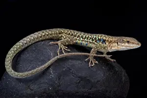 Wall Lizard Prints: Tyrrhenian wall lizard, Podarcis tiliguerta tiliguerta