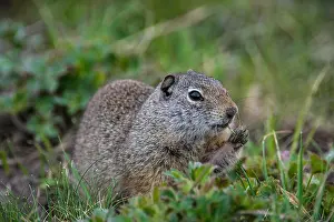 Herbivorous Prints: Uinta Ground Squirrel (Urocitellus armatus), Montana