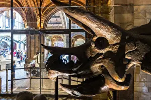 Natural History Museum Prints: UK, England, London, Natural History Museum, triceratops skull