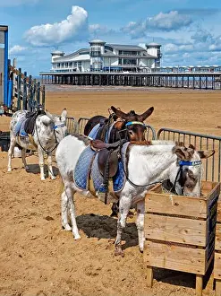 Somerset Prints: UK, Somerset, Weston Super Mare, Donkeys on the Beach near The Grand Pier