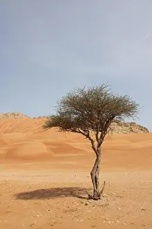 Oman Prints: Umbrella Thorn Acacia (Acacia tortilis) tree grows in arid Arabian desert sand dunes