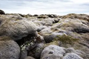 Lava Field Prints: Unaccustomed Iceland landscape with lava field covered with brown moss Eldhraun from volcano eruption and cloudy sky