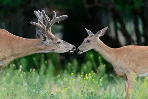 An uncommon mid-Summer enounter between a white-tailed buck and doe (Odocoileus virginianus), Missoula, Montana