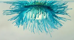 Underneath Prints: Underneath of the blue button (Porpita porpita)