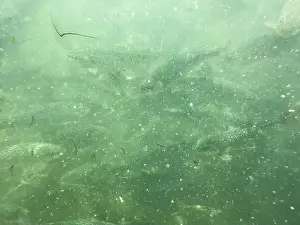 Trout Prints: Underwater closeup view of a rainbow trout fishes in lake crystal clear water