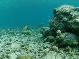 Chaetodon Prints: Underwater, coral reef and blackened butterfly fish