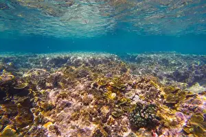 Abyss Prints: Underwater coral reef. View swim float coral reef