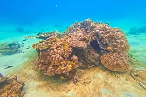 Abyss Prints: Underwater coral reef. View swim float coral reef starfish