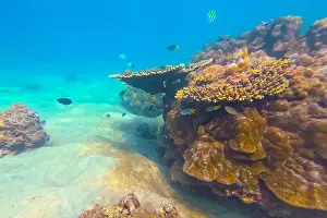 Abyss Prints: Underwater coral reef. View swim float coral reef starfish